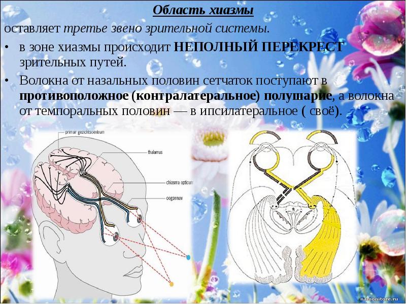 Сенсорные и гностические зрительные расстройства.