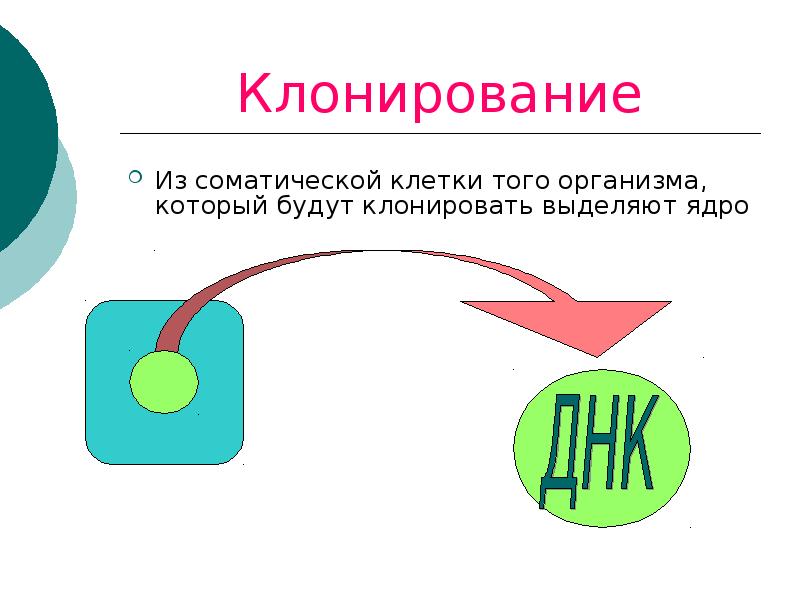 Генетическое клонирование животных. Алгоритм клонирования виндовс. Генетическое клонирование животных. Резервное копирование клонирование. Клонирование животных цель проекта.
