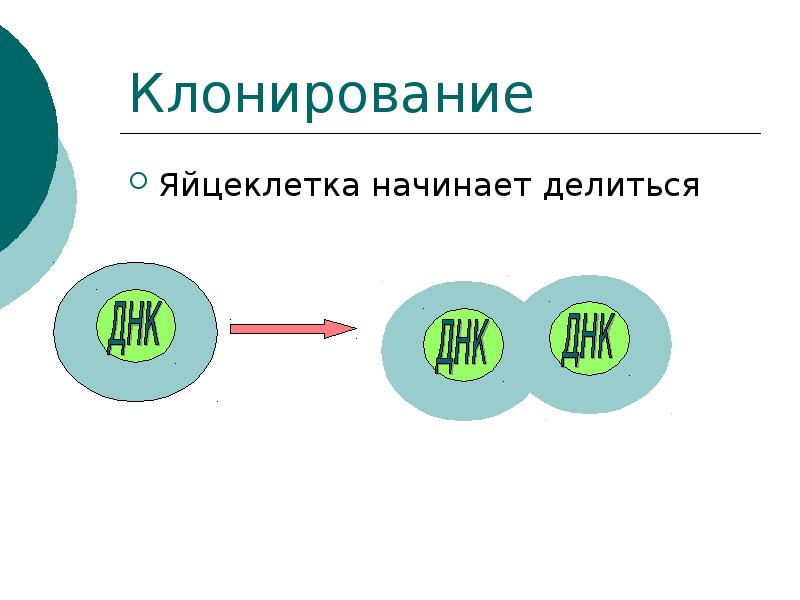 Клонирование системы. Естественное клонирование. Клонирование презентация. Цель и задачи проект клонирование. Начало метода клонирования положил.