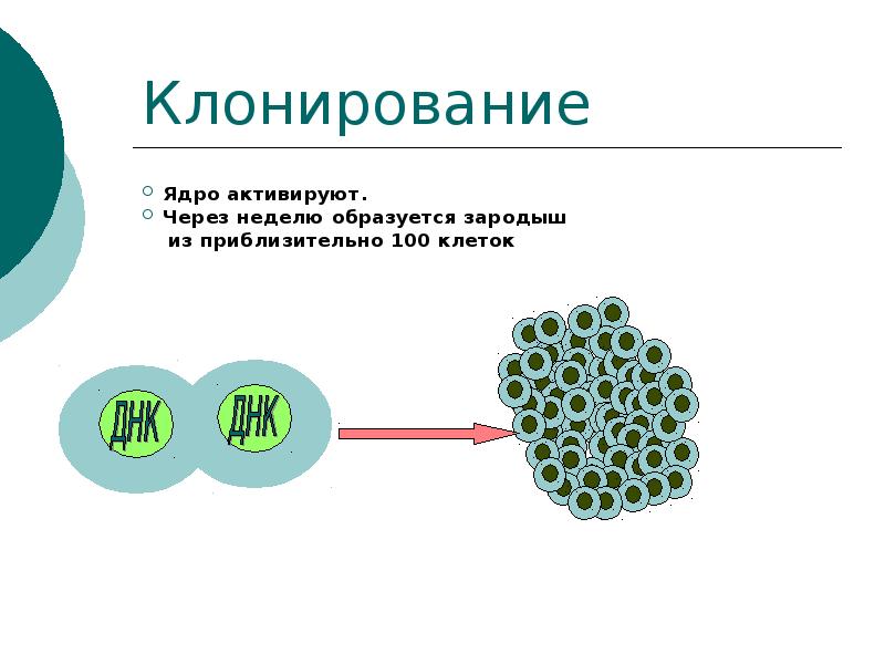 Презентация на тему клонирование по биологии 10 класс