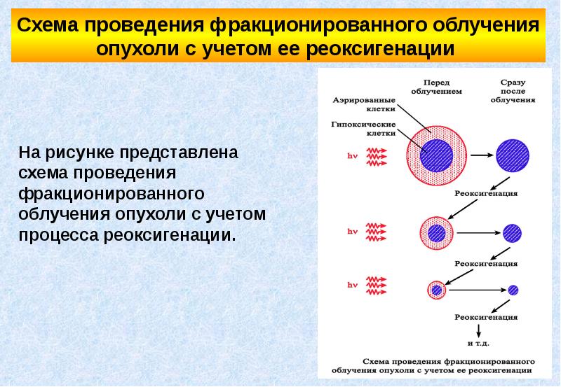 Фракционирование клеточных структур презентация