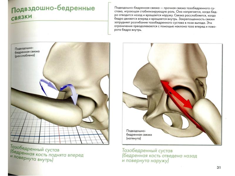 Связки тазобедренного сустава фото
