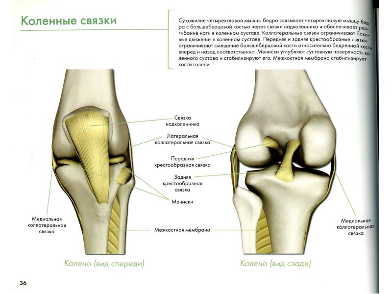 Связки коленного сустава фото с описанием строение человека