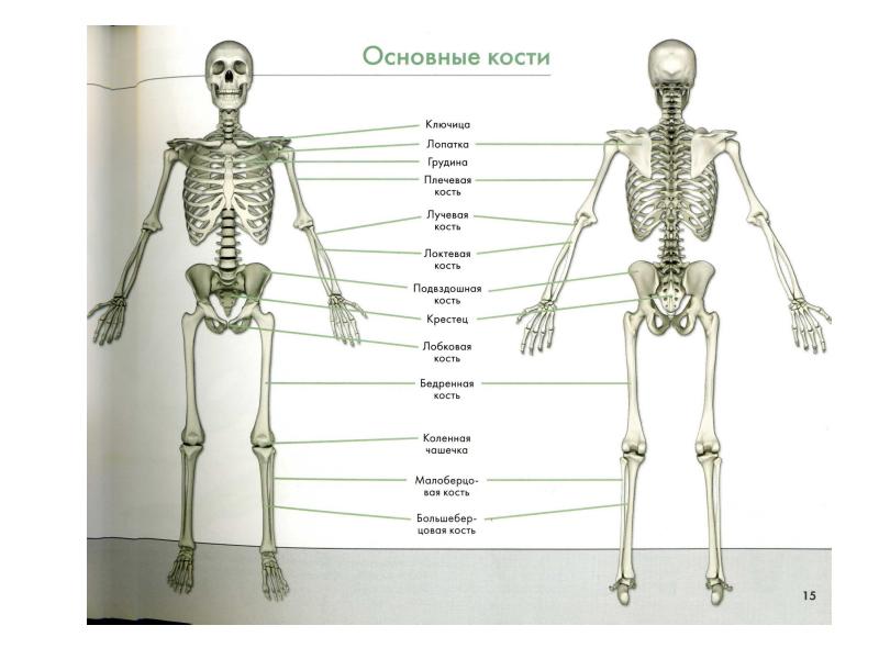 аппендикулярный скелет. соединения костей мозгового отдела черепа анатомия. строение скелета. кости формирующие осевой скелет. скелет с подписями.