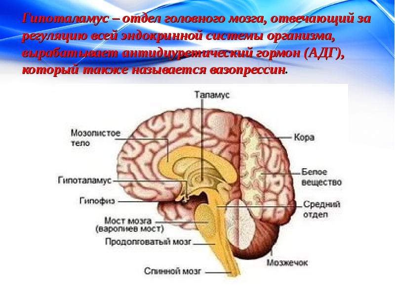 Какой гормон головной мозг. Несахарный диабет отдел мозга. Головной мозг гипоталамус. Отделы мозга гипоталамус. Гормоны головного мозга.