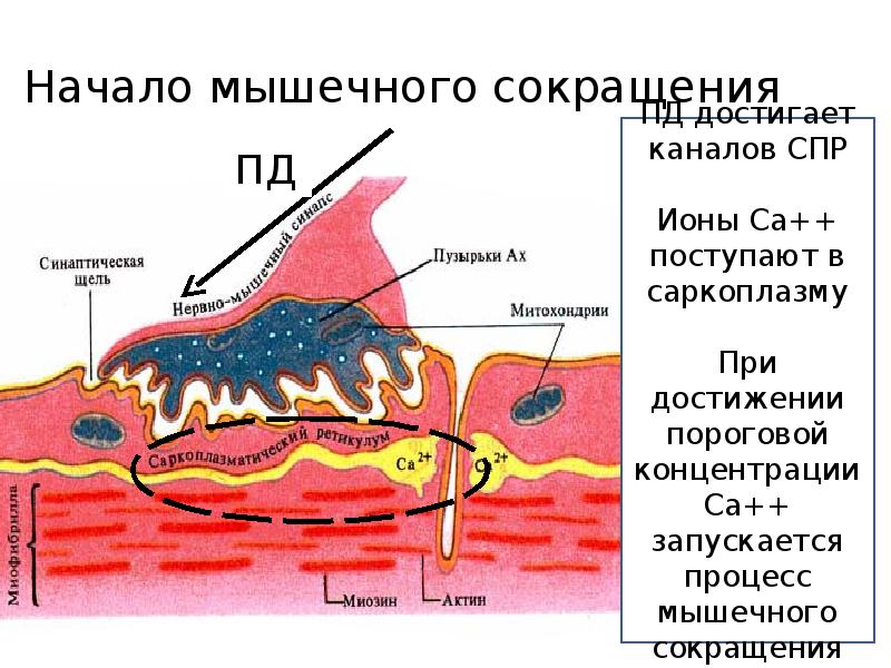 Физиология мышц презентация