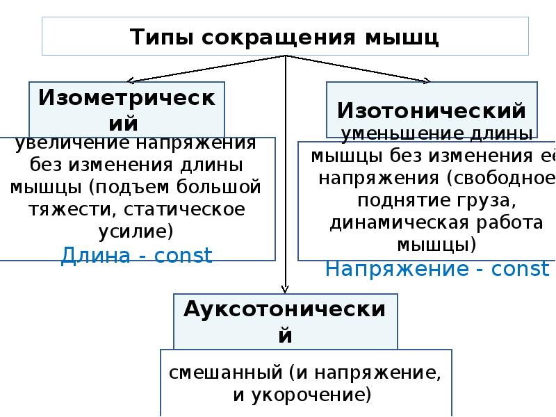 Режимы мышц. Типы мышечных сокращений физиология. Виды сокращения мышц. Типы мышесных сокращейни. Виды и режимы мышечного сокращения.