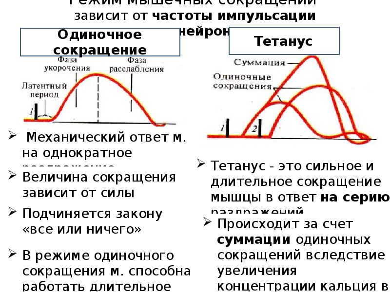 Схема одиночного мышечного сокращения