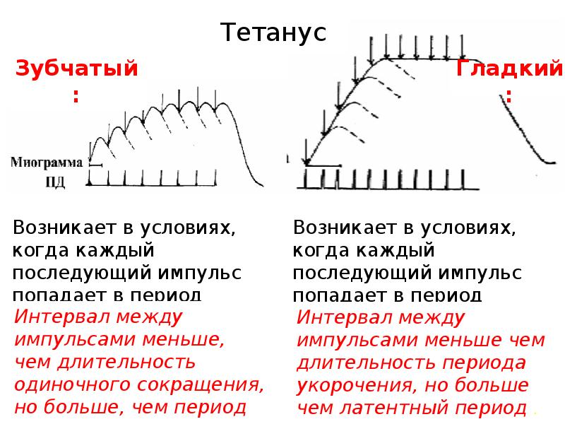 Пд результат. Механизм формирования тетануса. Условия формирования зубчатого и гладкого тетануса. Механизмы тетануса физиология. Одиночное сокращение гладкий тетанус зубчатый тетанус.