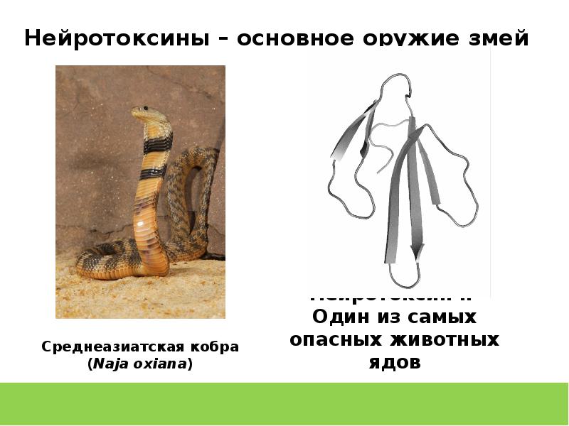 Змея перед нападением. Содержится в яде змей 6. Содержится в яде змей 6. Песчаная эфа ядовитая. Содержится в яде змей 6.