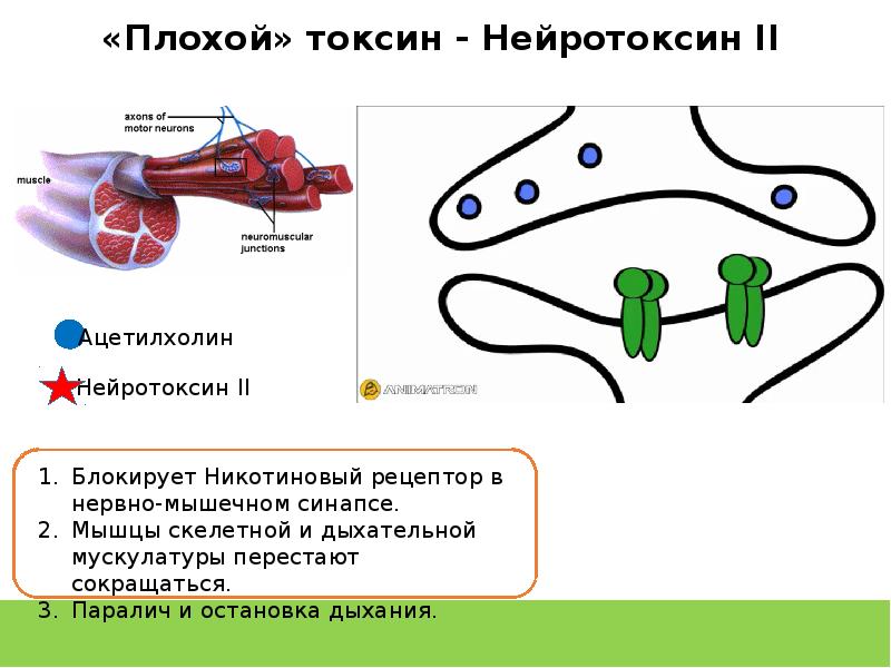 Токсины животного происхождения. Нейротоксические яды. Механизм действия яда змеи. Нейротоксические яды змей.