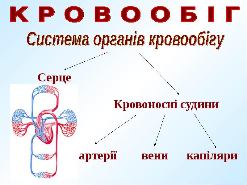 Реферат: Кровообіг 3