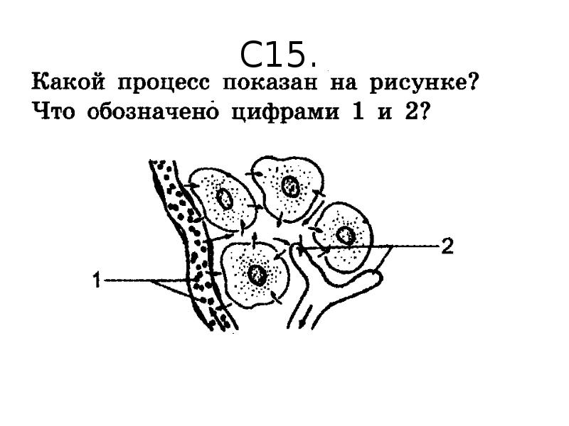 Какой процесс изображен на рисунке 1. Какой процесс показан на рисунке. Какой процесс показан на рисунке что обозначено цифрами 1 и 2. На рисунке изображён процесс. Какой процесс показан на рисунке что обозначено цифрами 1 2 и 3.