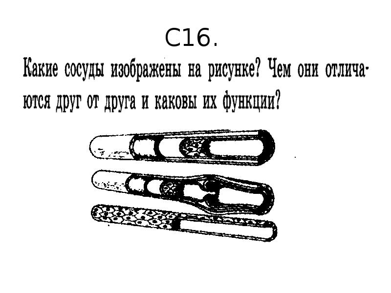 Какие сосуды изображены на рисунке чем они отличаются друг от друга и каковы их функции