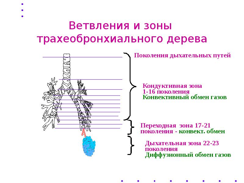 Физиология дыхания презентация