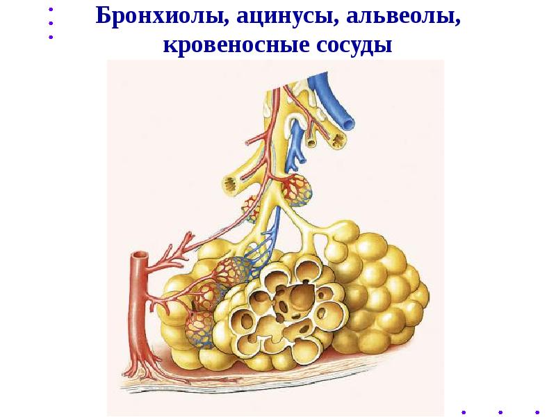 Физиология дыхания презентация