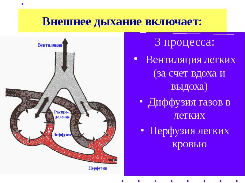 Вентиляция и перфузия легких