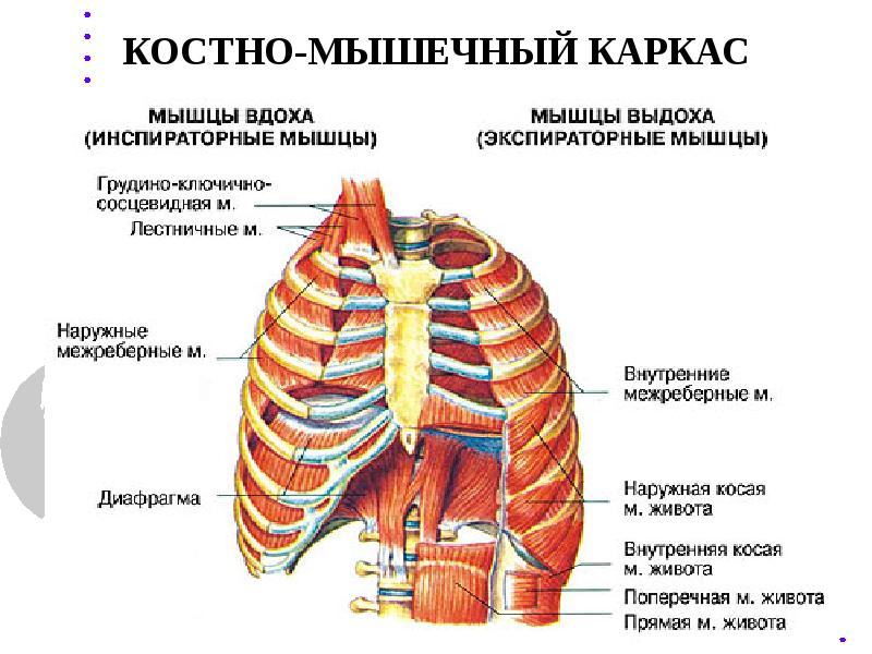 Физиология дыхания презентация