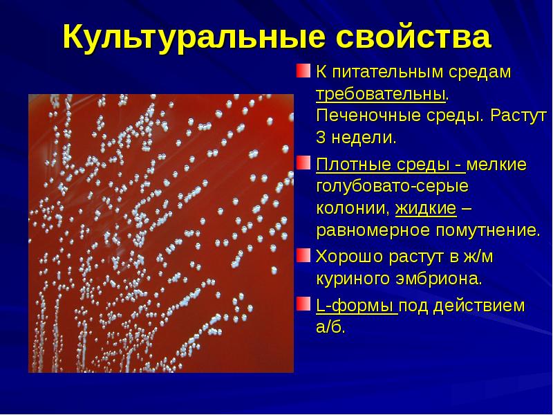 Иерсинии микробиология презентация