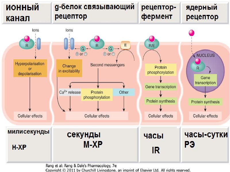 Фармакодинамика определение. Фармакодинамика. Фармакокинетика и Фармакодинамика лекарственных веществ. Канал м2 фармакология. Гистамино-2-литики:.