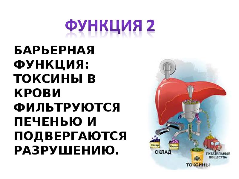 Функции токсинов