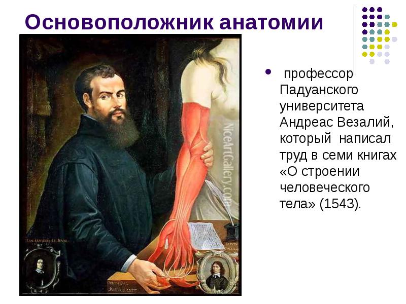 основоположник современной анатомии. леонардо да винчи витрувианский человек. ошибки галена в анатомии. основоположник современной анатомии. основоположник современной анатомии.