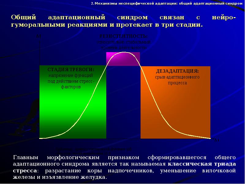 Адаптация мышечной системы к физическим нагрузкам презентация