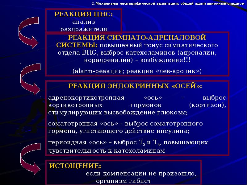 Презентация на тему адаптации человеческого организма к физическим нагрузкам