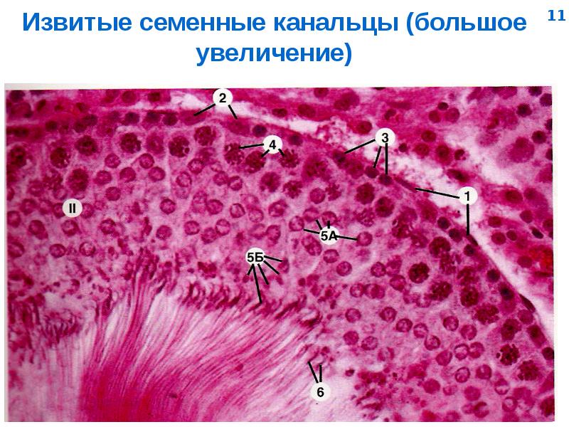 Презентация на тему мужская половая система