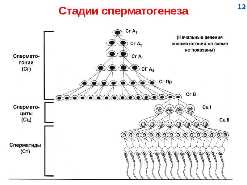 Половая система презентация