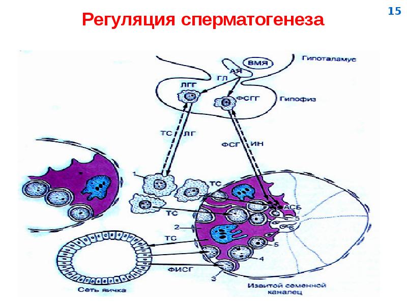 Презентация на тему мужская половая система