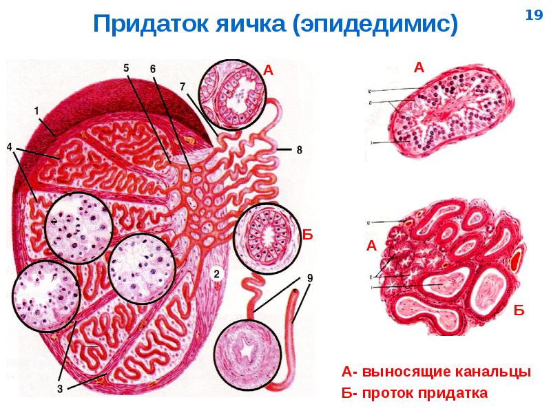 Презентация на тему мужская половая система