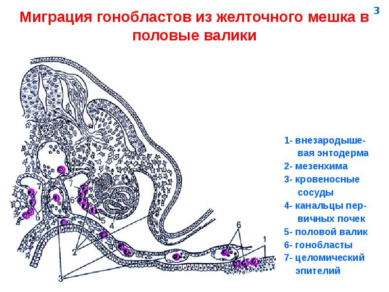 Мужская половая система фото