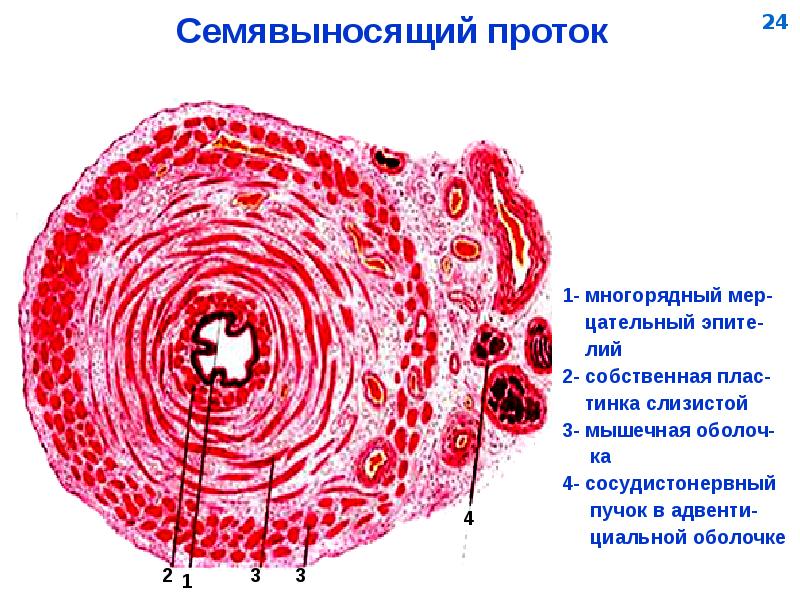 Мужская половая система фото