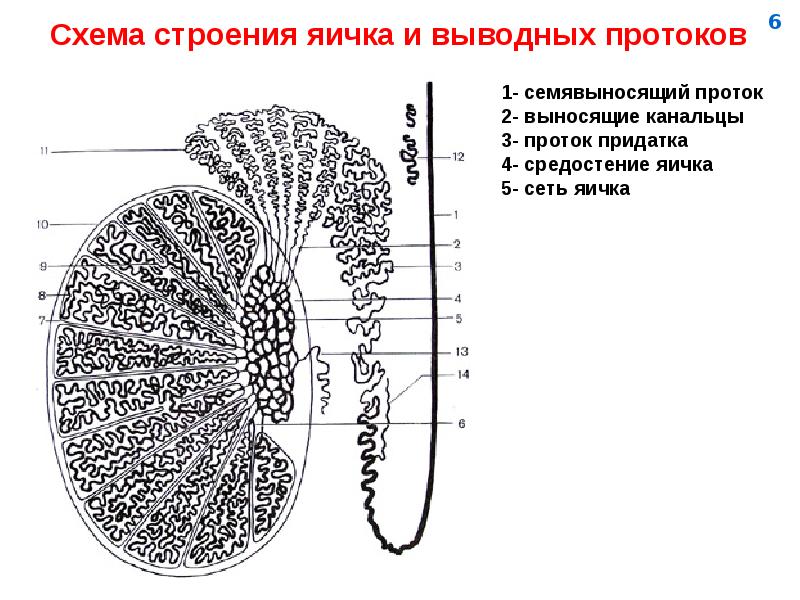 Мужская половая система фото