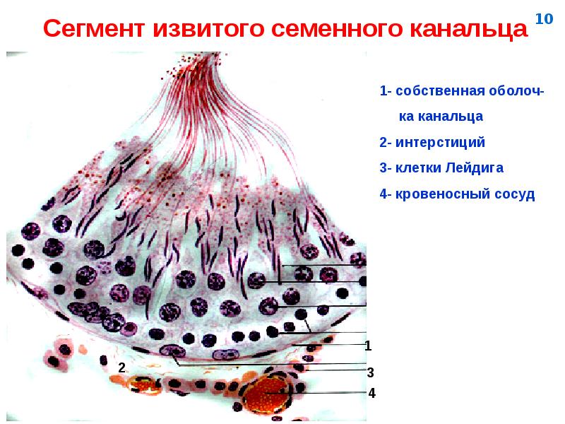 Строение яичка у мужчин фото