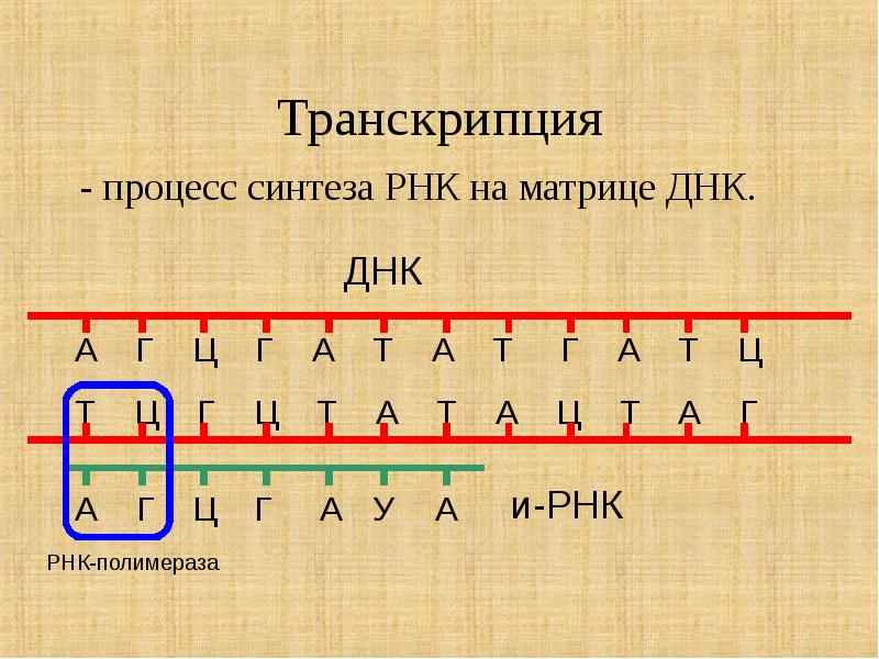 Схема транскрипции рнк