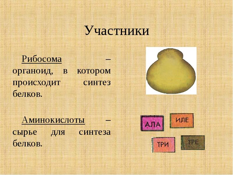 В каком органоиде происходит синтез. 52. В каких органоидах происходит Синтез белка. В каком органоиде происходит Синтез белков. Органоиды в которых происходит Синтез белка. Синтез белка происходит в органоидах.