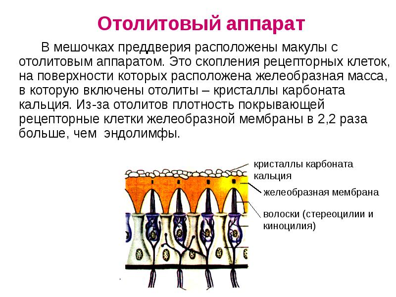 Воспримут изображенные на рисунке рецепторные клетки