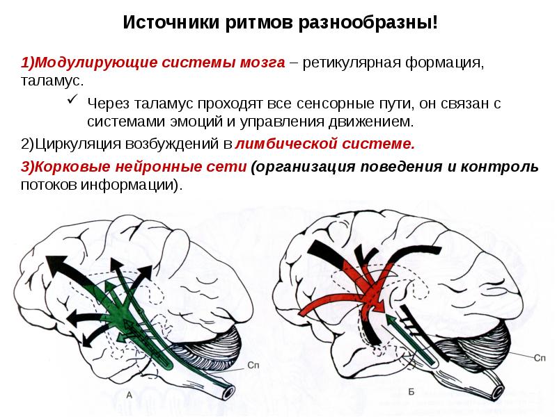 Презентация к уроку закономерности работы головного мозга