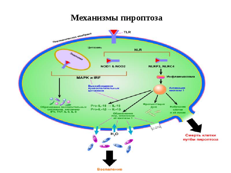 Механизмы пироптоза