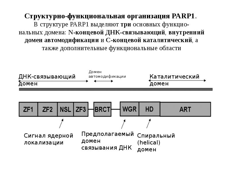 Структурно-функциональная организация PARP1.  В структуре PARP1 выделяют три основных функцио-