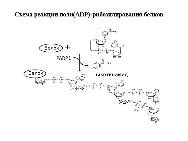 Схема реакции поли(АDP)-рибозилирования белков