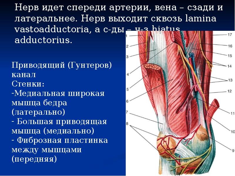 Мышцы полости таза