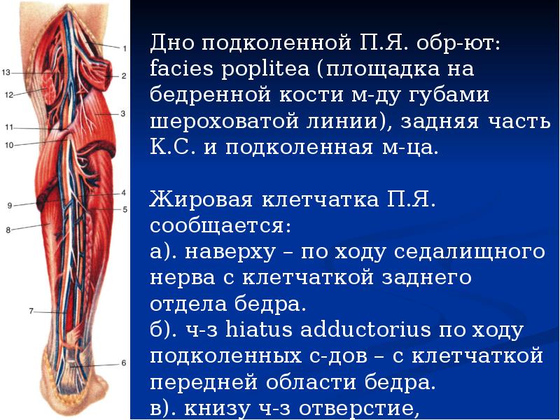 Стенки подколенной ямки