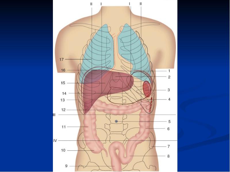 Органы человека расположение в картинках с ребрами