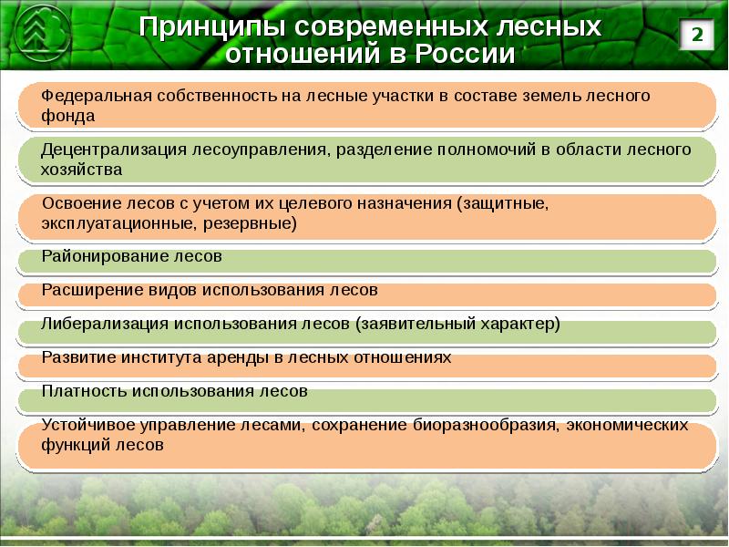 Прогноз лесного развития