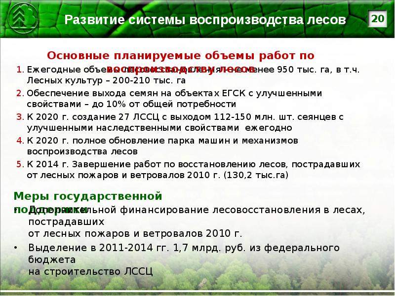 Состав проекта лесовосстановления