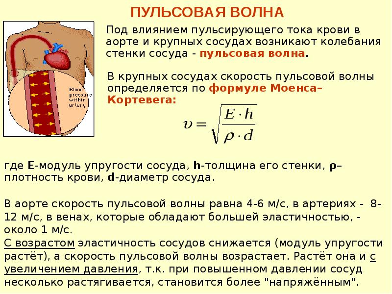 Среднее давление сосудов. Модуль упругости сосудов формула. Пульсовая волна формула. Уравнение пульсовой волны. Скорость пульсовой волны.