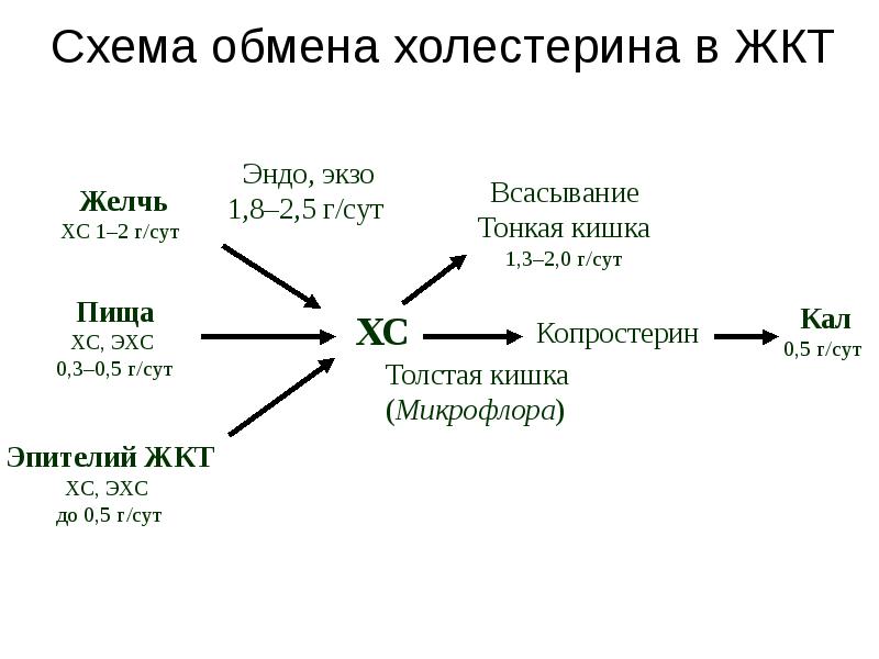 Обмен холестерина биохимия схема